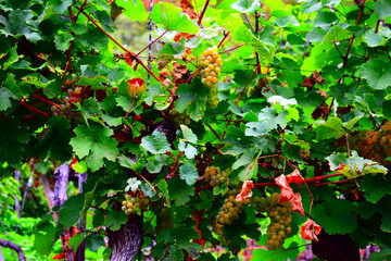 Weinranken