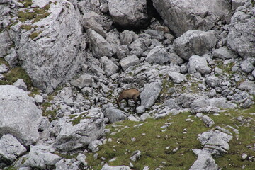 Chamois buck in the Austrian Alps in summer