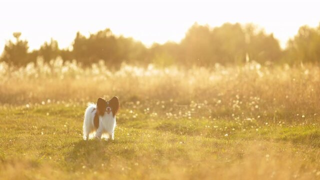 Portrait of happy and crazy papillon dog running fast on the path in the field. Cute and beautiful dog breed continental toy spaniel having fun outdoors in fall