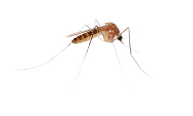 Mosquito isolated on a white background.