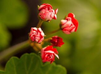 Red flower in the park in nature.