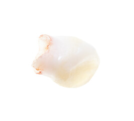 Milk tooth isolated on white background.
