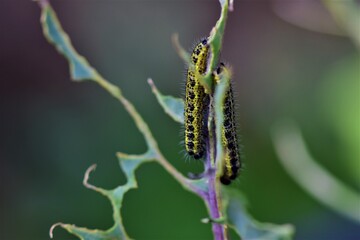 Cabbage caterpillars on a green eaten cabbage leaf against a blurry background