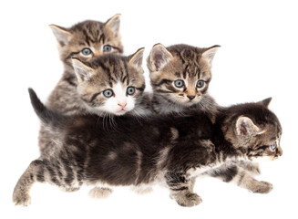 Fototapeta na wymiar Four little kittens isolated on a white