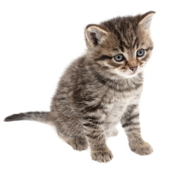 Obraz premium Small kitten isolated on a white background.