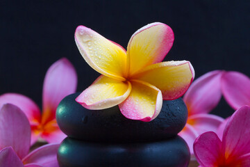frangipani flower on black stone