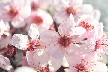 Sakura fiore di ciliegio primo piano 