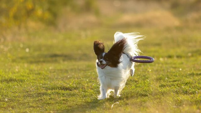 Portrait of happy and crazy papillon dog running fast on the path in the field. Cute and beautiful dog breed continental toy spaniel having fun outdoors in fall