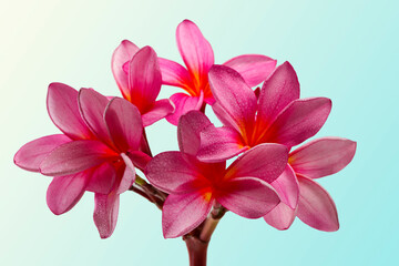 frangipani flower on blue background
