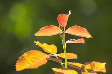 Red Young leaf of  rose flower