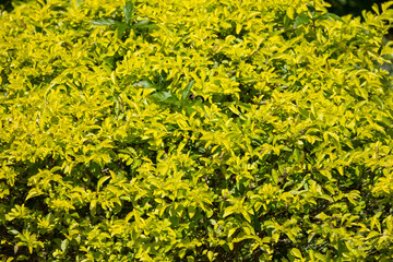  Green leaf of Duranta repens tree