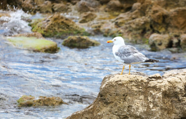 Portrait of a seagull on the rocks