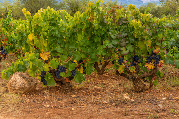 Fototapeta na wymiar Ripened grapes on the vines in the autumn vineyards ready to be harvested, in La Rioja, Spain.