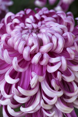 鑑賞菊のアップ