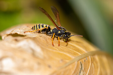 Close-up of a wasp on a yellow leaf