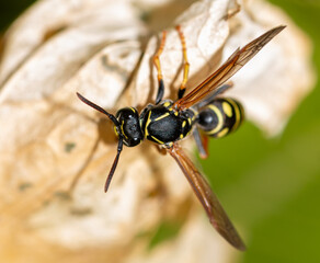 Close-up of a wasp on a yellow leaf