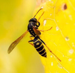 Close-up of a wasp on a yellow leaf