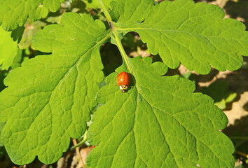 Fototapeta premium ladybug on leaf