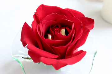 Red rose with gold wedding rings inside