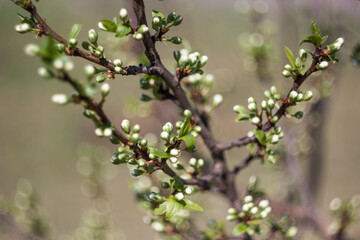 Jabłoń bokeh