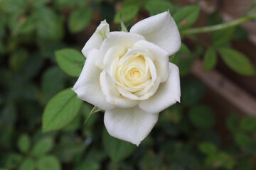 Petite rose blanche d'un mini rosier de jardin avec un fond bois d'une planche