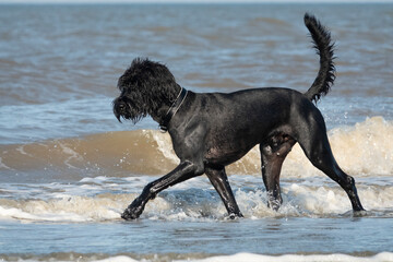 Riesenschnauzer spielt am Strand in den Wellen