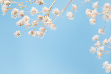 Wild chamomile flowers on a sunny day against a blue sky. Flower background with copy space