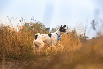 Dog runs through the field beautiful autumn atmospheric photo