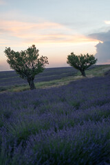 Obraz premium Provence