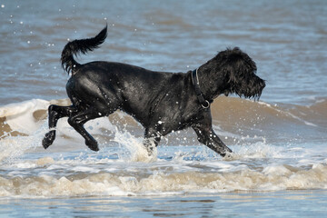 Riesenschnauzer spielt am Strand in den Wellen