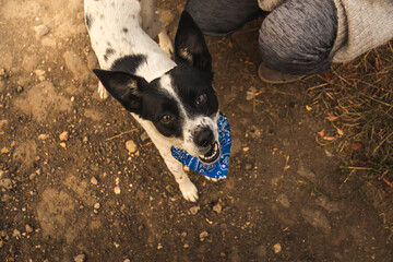 Dog looks threateningly at the camera, first person photo, scary muzzle expression