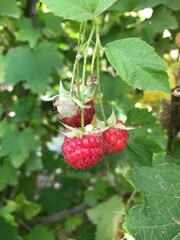 raspberry on a branch