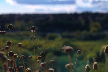 krajobraz widok drzewo jesień przyroda