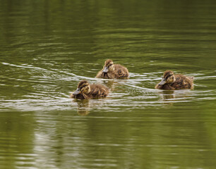 ptaki, młode kaczki krzyżówki © Robert Borek