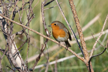 European Robin on the uninhabited island of Rottumeroog after a long flight from Scandinavia. 