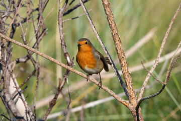 European Robin on the uninhabited island of Rottumeroog after a long flight from Scandinavia. 