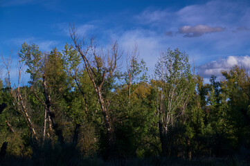 Obraz na płótnie Canvas krajobraz widok drzewo jesień przyroda