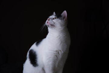 Chat blanc et noir sur fond noir