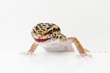 Baby Leopard Gecko on white background