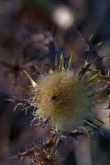 kwiat przyroda macro flora natura