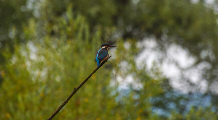 ptaki, zimorodek na czatach