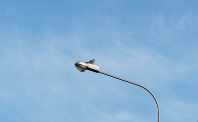 The dove sits on a lamp post and looks into the distance