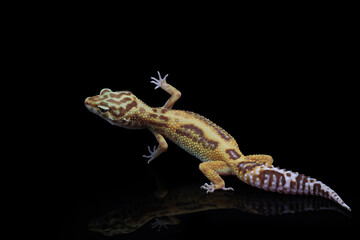 Baby Leopard Gecko on black background