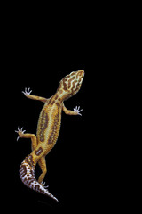 Baby Leopard Gecko on black background