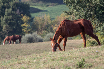 Fototapeta premium Cavallo al pascolo