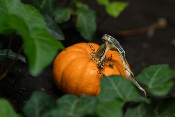 Obraz premium calabaza