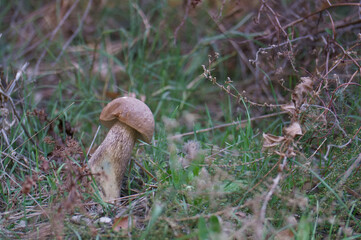 grzyb trawa kapelusz