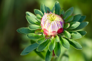 Aster flower bud  macro on dark green background