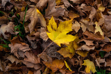 Colores de otoño en las hojas del bosque