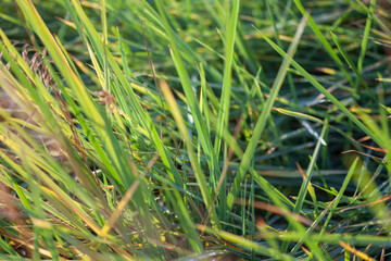 The stiff leaves of the bluish grassy grass flutter and quiver in the gusts of wind in the rays of...